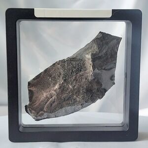 Unique Rare Carboniferous Coal Era Fossil From World Famous Union Chaple‎ Mines